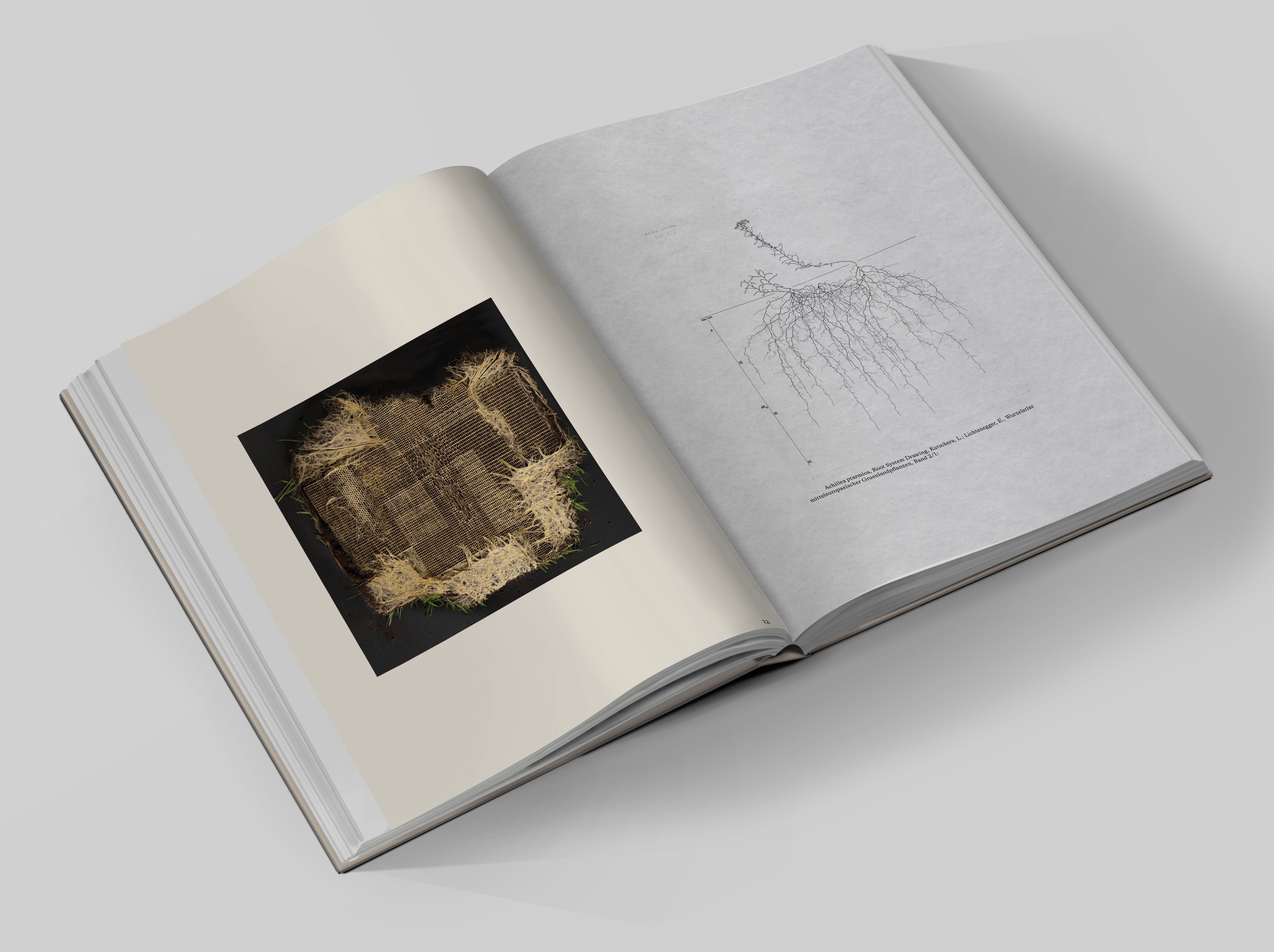 Diana Scherer Interwoven Art - Handcrafted Textile Sculptures & Wall Decor for Modern Home & Office Spaces