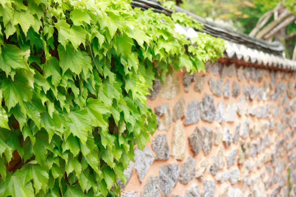 50 Climbing Ivy Seeds for Planting - Fast Growing Boston Ivy Vine Seeds for Garden, Fence & Wall Cover - Ships from Iowa, USA - Perfect for Landscaping, Privacy Screens & Outdoor Decor