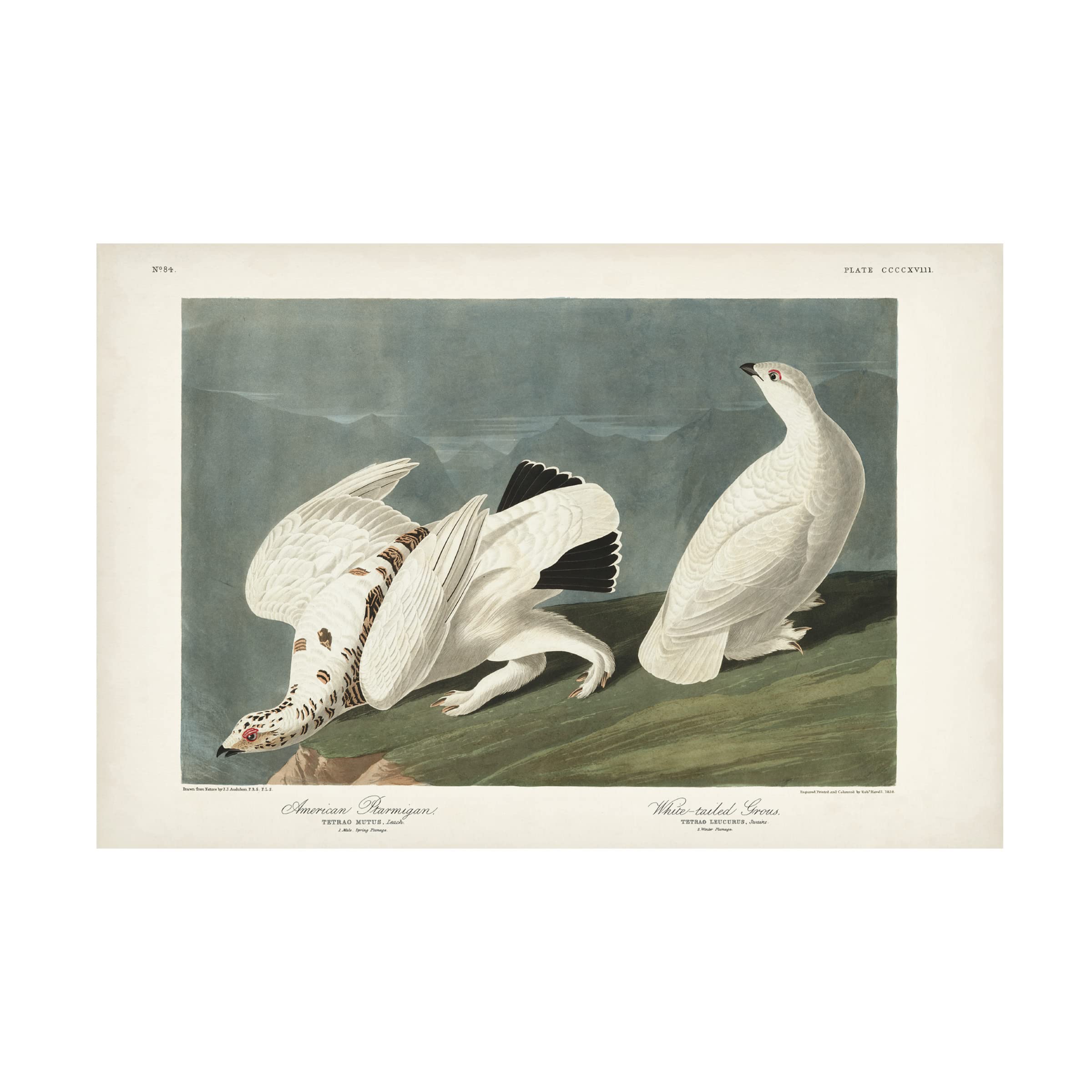 John James Audubon 'American Ptarmigan' Canvas Wall Art Print - 22x32 Inches - Wildlife Bird Painting for Home & Office Decor