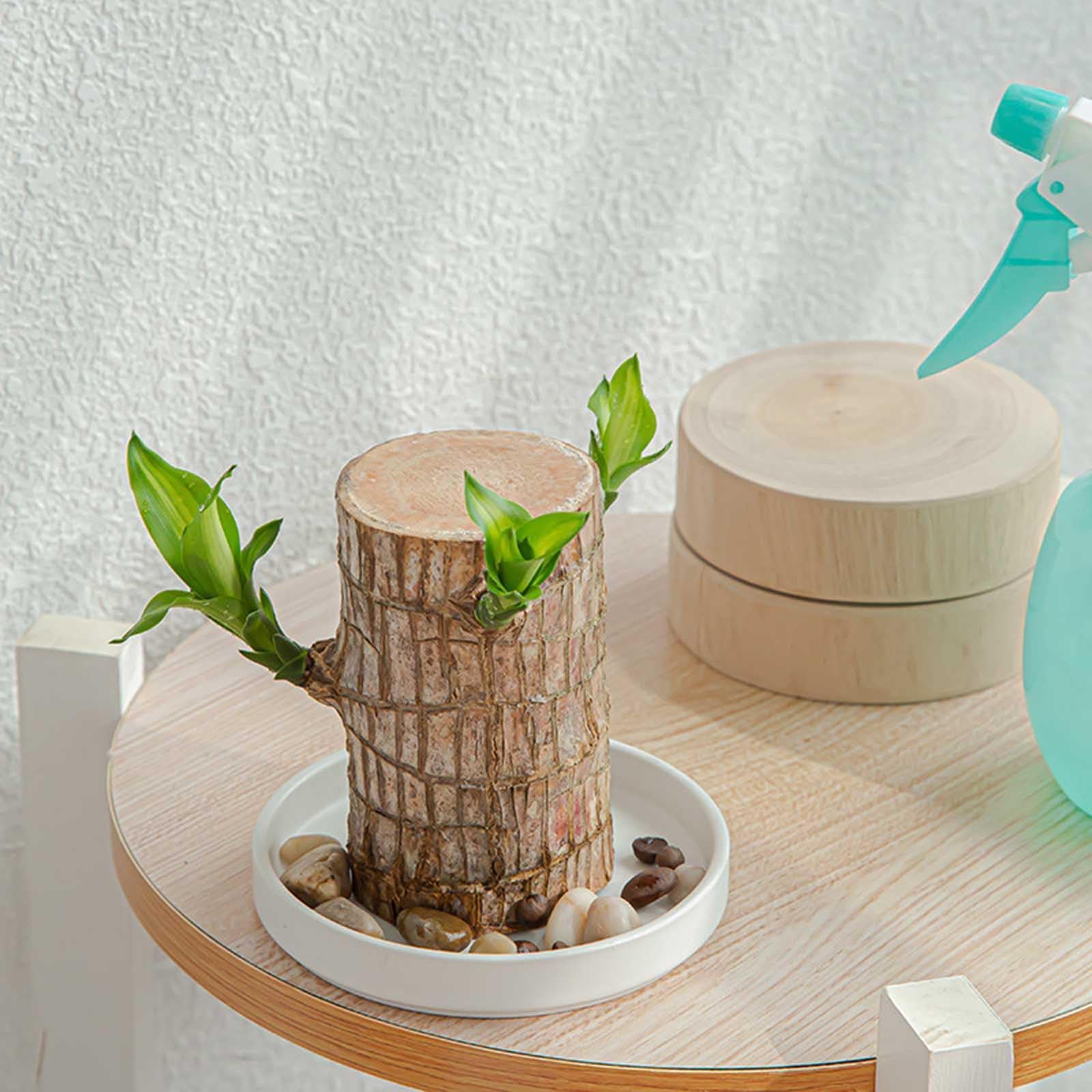 Brazilian Wood Plant - Mini Lucky Wood Home & Desk Decor for Good Fortune | Feng Shui Office & Living Room Decoration (2024 New Arrival)
