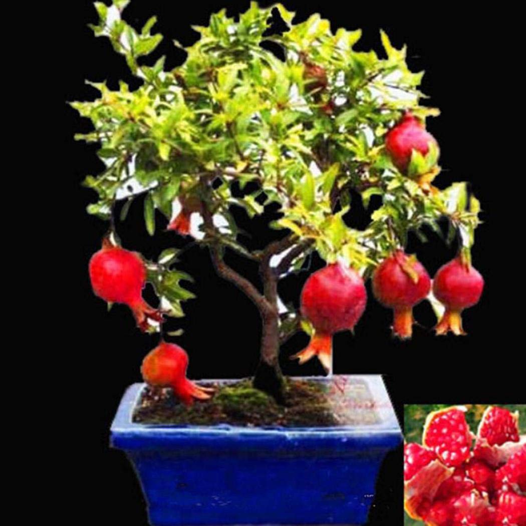 30 Pcs Pomegranate Bonsai Seeds - Grow Delicious Fruit Trees for Home Garden, Indoor & Outdoor Planting | Perfect for DIY Gardening, Landscaping, and Fresh Fruit Harvesting