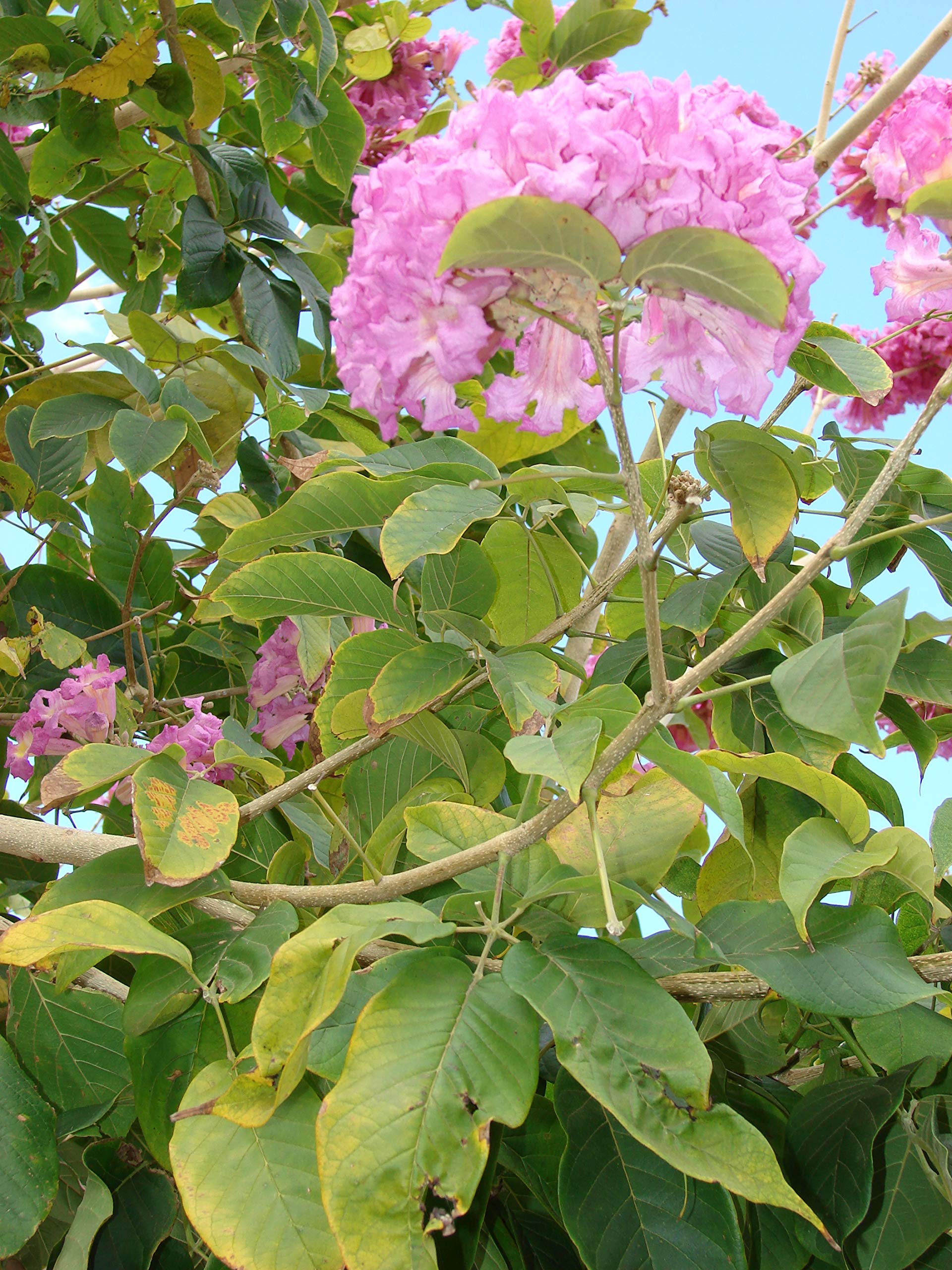 Purple Tabebuia Trumpet Tree (Tabebuia Impetiginosa) - 5 Live Plants in 4 Inch Pots - Beautiful Flowering Tree for Landscaping, Gardens & Outdoor Decor