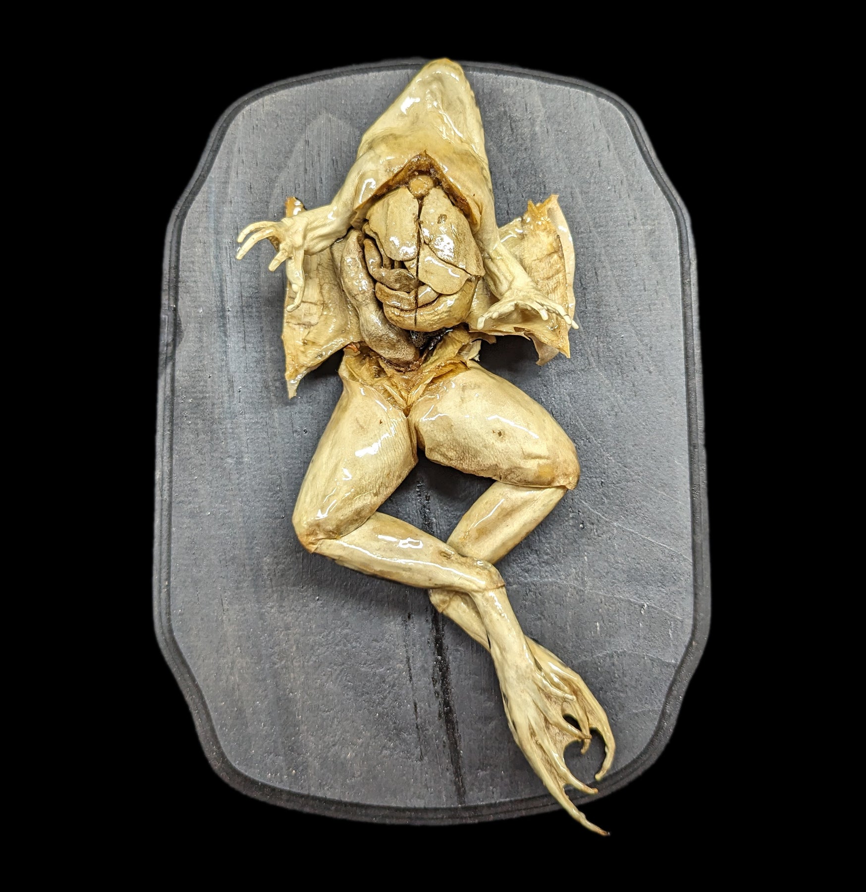 Dissected Frog Specimen - Realistic Biology Classroom Wall Mount for Science Education & Home Decor - Perfect for Labs, Schools, and Halloween Decor