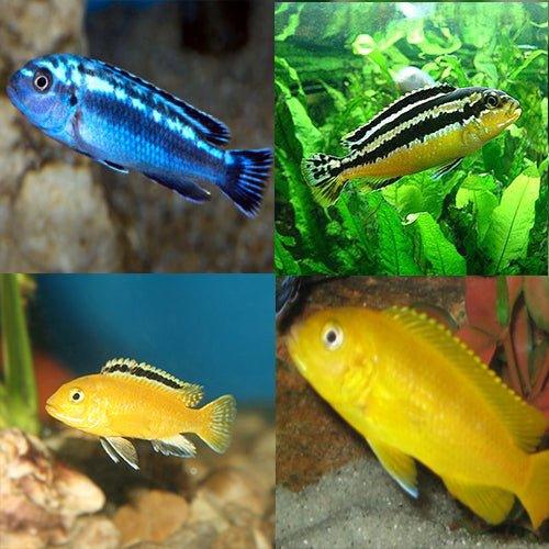Premium Cichlid Fish Bundle - 7 Varieties with 12 Assorted Malawi Cichlids for Aquarium & Fish Tank Enthusiasts | Perfect for Freshwater Tanks, Home Aquascaping & Tropical Fish Keeping
