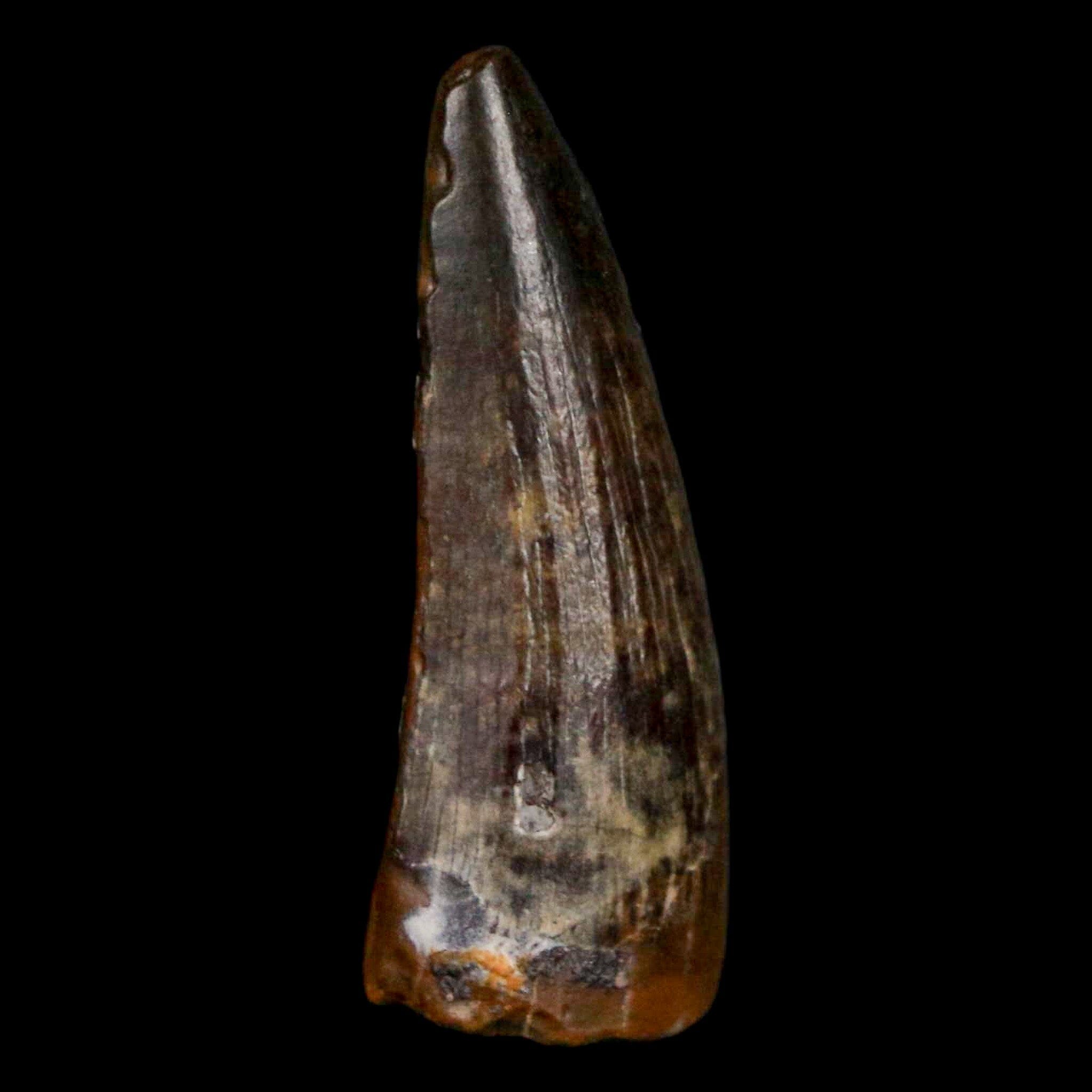 Authentic Suchomimus Dinosaur Tooth Fossil - Cretaceous Spinosaurid from Niger with COA | Perfect for Paleontology Enthusiasts & Fossil Collectors