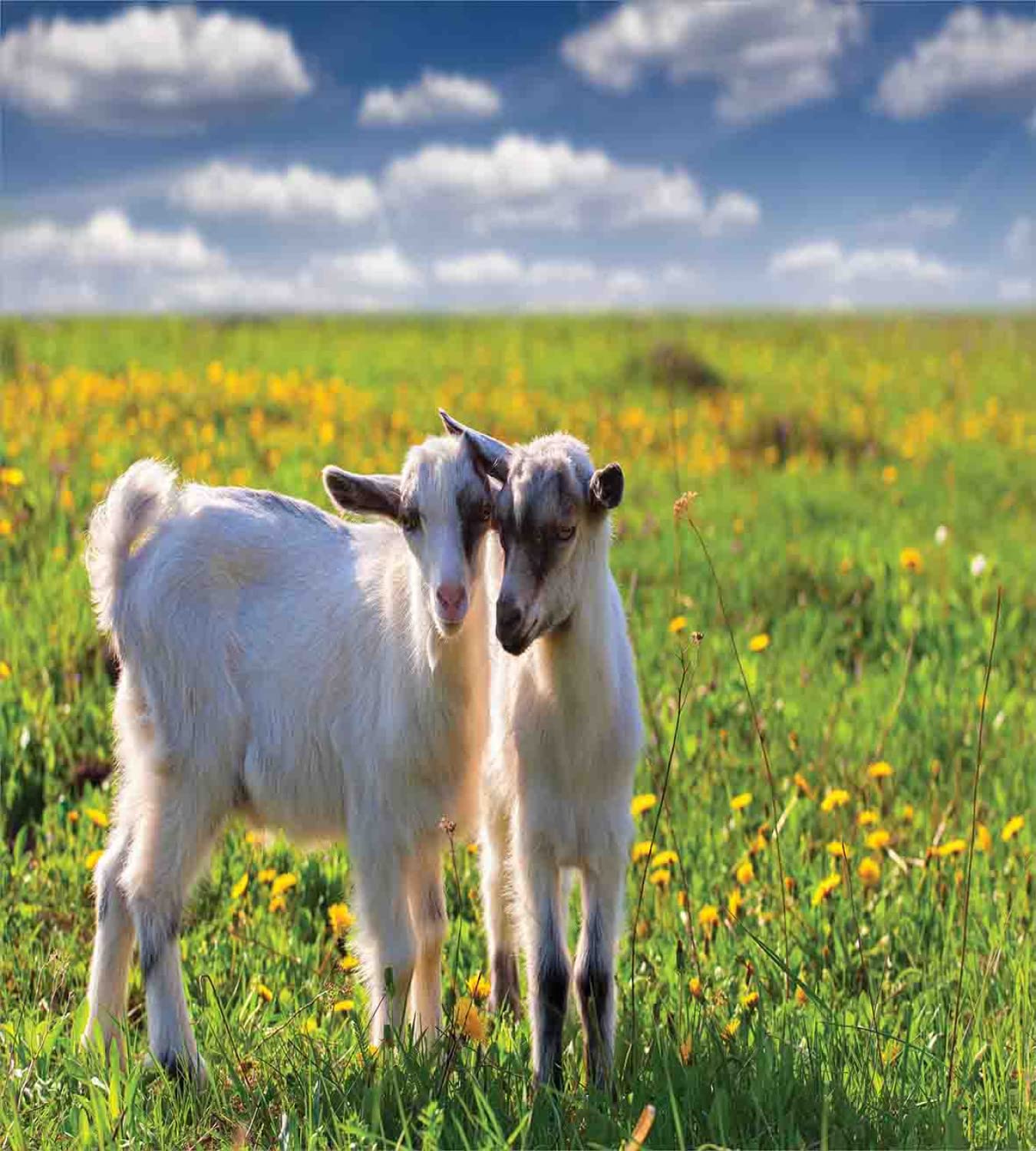 Lunarable Goat Duvet Cover Set - Queen Size 2-Pack with 2 Duvet Covers & 4 Pillowcases, Floral Meadow Design Featuring 2 Goats in Fern Green & Sky Blue - Perfect for Summer Bedroom Decor, Farmhouse Style Home, and Cozy Guest Room Makeover