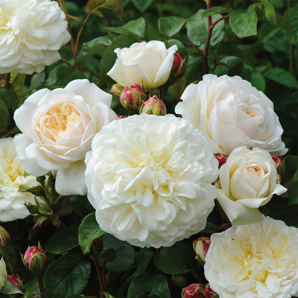 David Austin Tranquillity® White Heirloom Rose Bush - Live Outdoor Rose Plant for Gardens, Landscaping & Romantic Wedding Decor