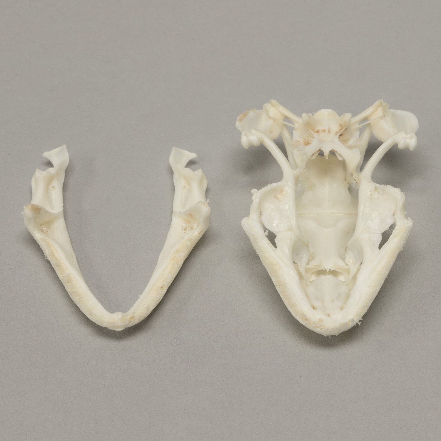 Authentic Tokay Gecko Skull Specimen - Rare Reptile Bone Collection for Science Study, Home Decor & Gothic Display - Perfect for Biology Classrooms, Oddity Cabinets and Halloween Decorations