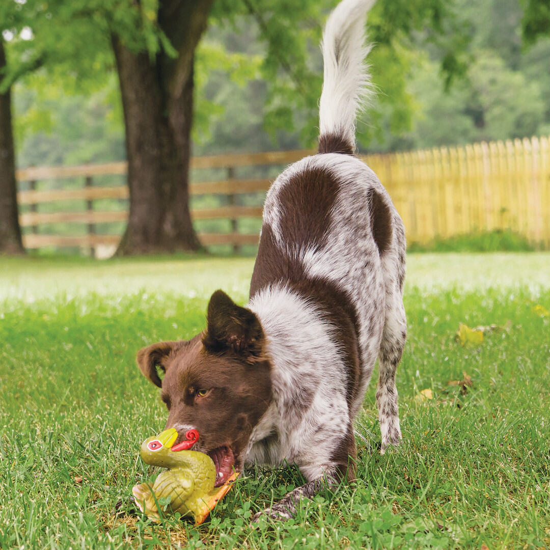 Petsafe Squeaky Turkey Dog Toy - Interactive Chew Toy with Sound for Small & Large Dogs - Perfect for Playtime, Training & Anxiety Relief