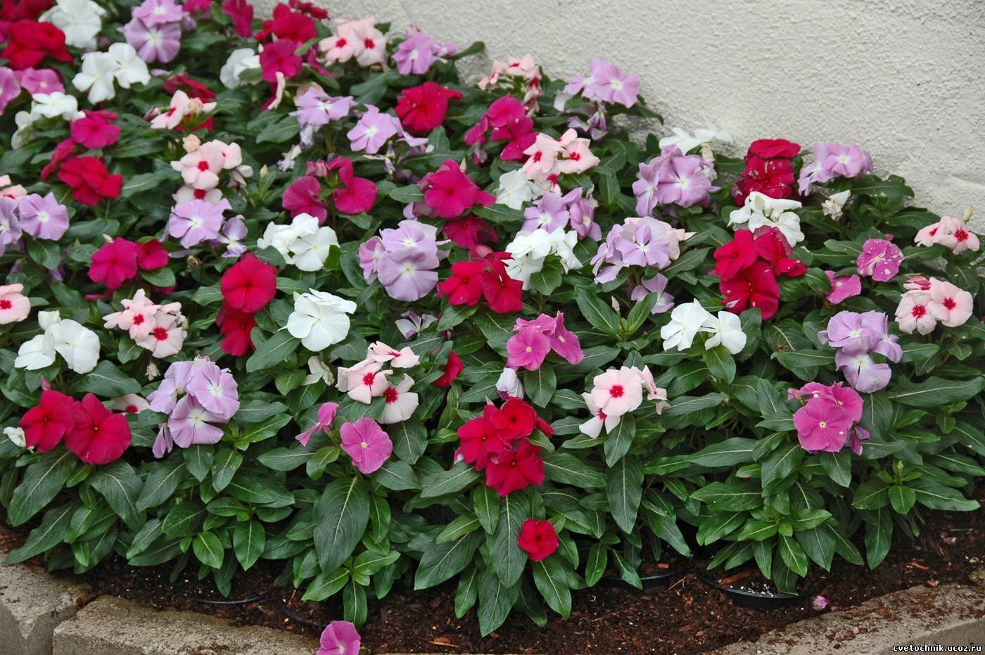 Periwinkle Madagascar Mix Flower Seeds - Pack of 20-40 Seeds for Garden Planting, Landscaping & Container Gardening