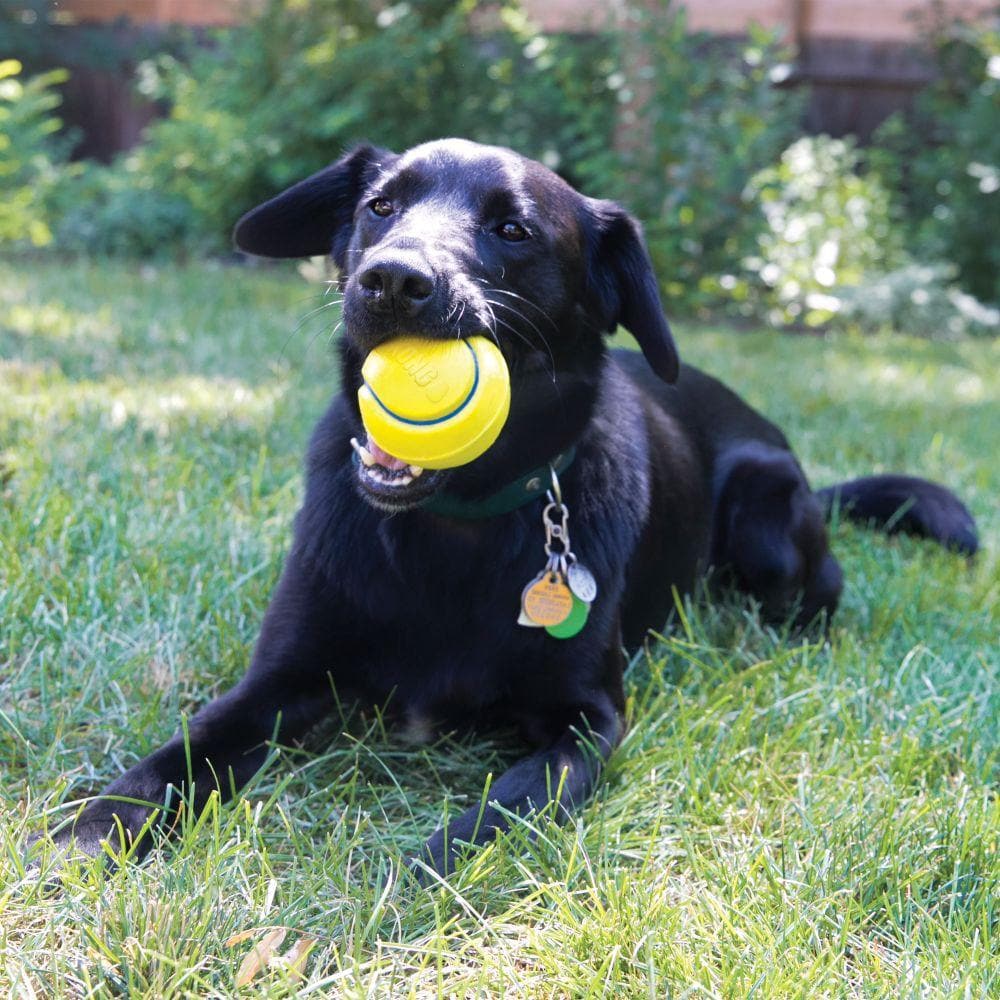 Squeezz® Squeaky Tennis Ball for Dogs - Durable Chew Toy with Noise Maker, Interactive Play & Training - Perfect for Fetch, Outdoor Fun & Pet Enrichment