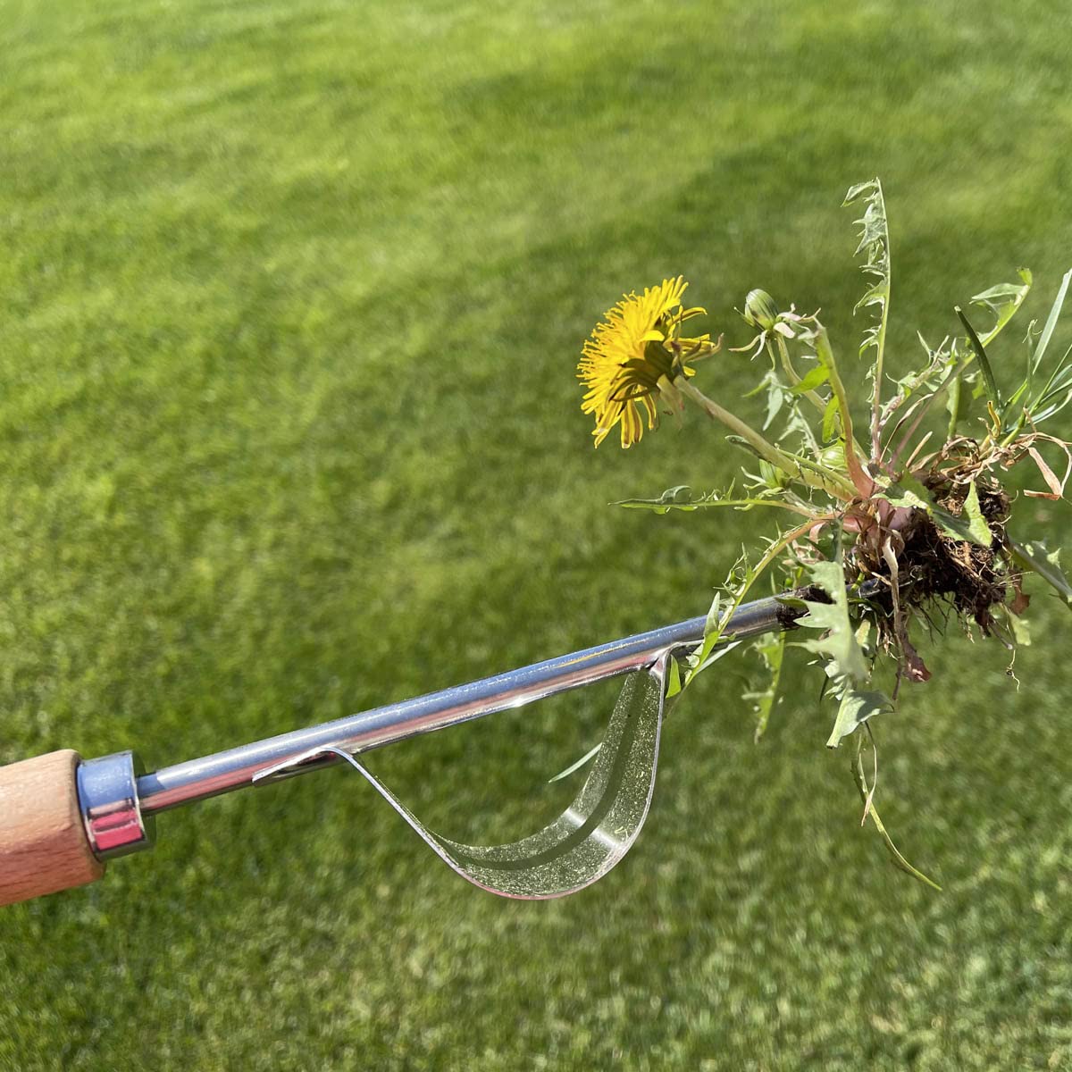 Premium Stainless Steel Garden Hand Weeder Tool with Wood Handle - Heavy Duty Weeding Tool for Yard, Lawn, Farm & Garden Maintenance | Perfect for Removing Weeds, Dandelions & Thistles Effortlessly