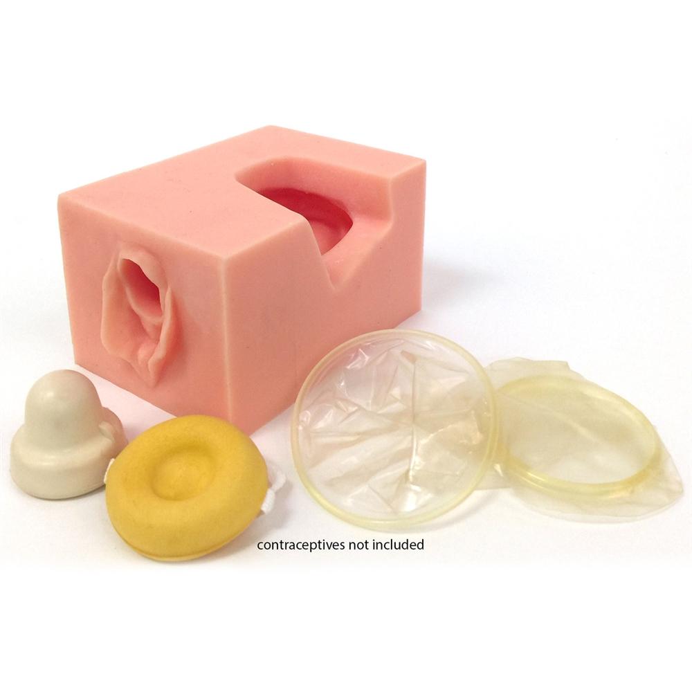 Female Pelvis Contraceptive Model - Anatomical Educational Tool for Medical Students, Nurses & Doctors - Perfect for Classroom, Clinic & Healthcare Training