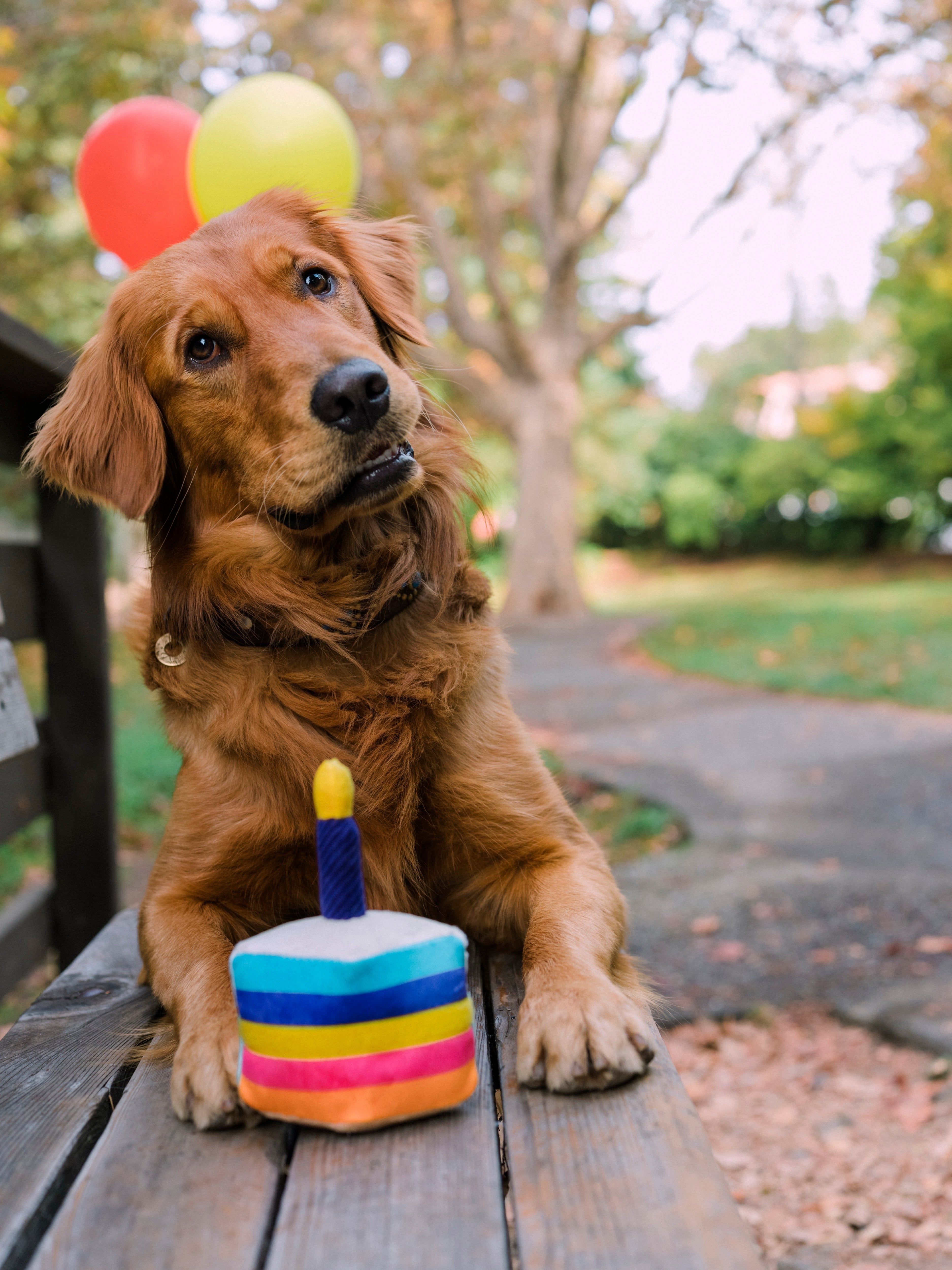 El Pastel Bone Appetit Dog Toy Plush Chew Toy for Small & Large Dogs | Pet P.L.A.Y. Party Time™ - Perfect for Birthday Celebrations, Playtime & Training Rewards