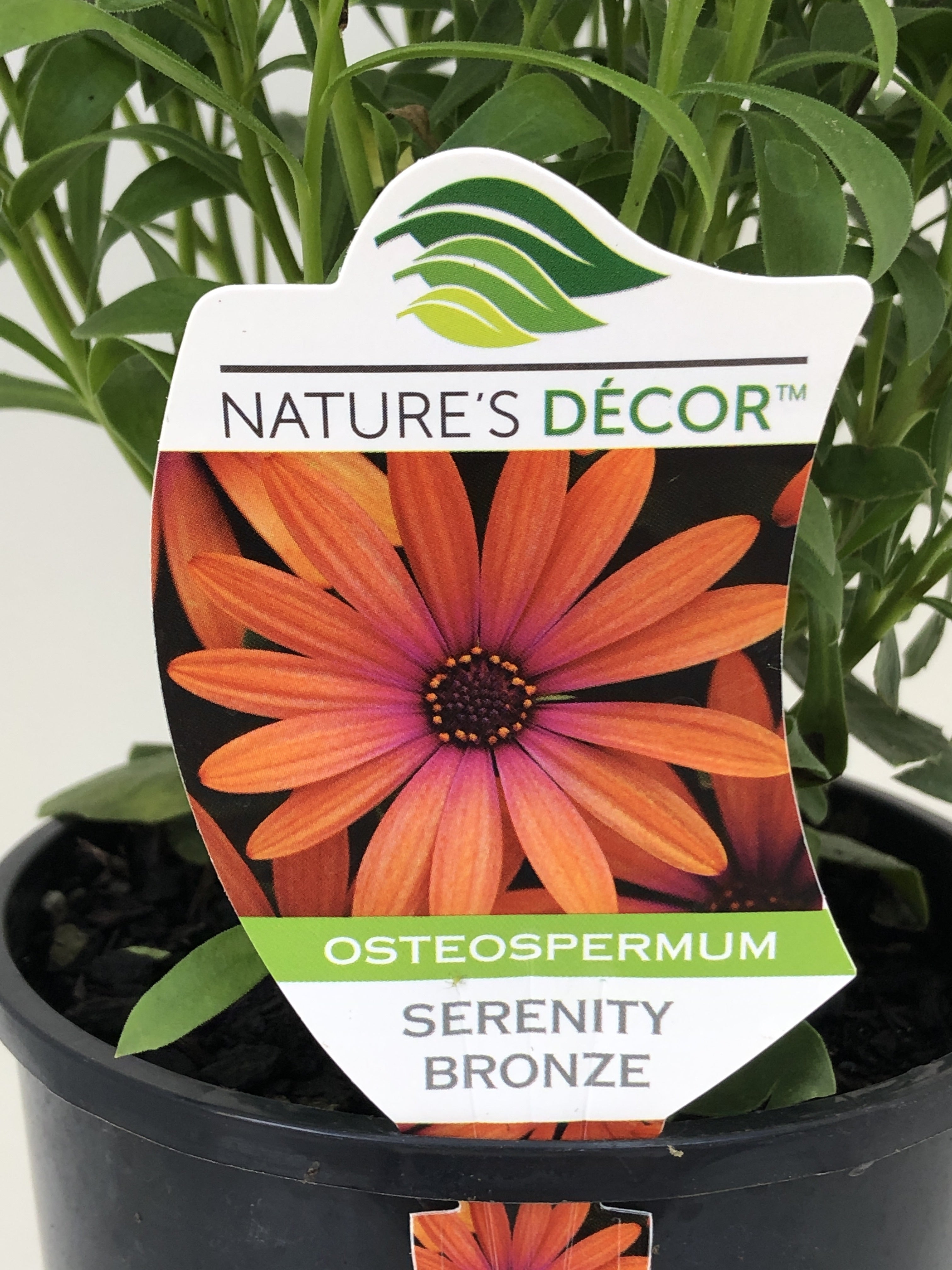 Osteospermum 'Serenity Bronze' African Daisy Flower - Drought-Tolerant Perennial Plants for Garden Borders, Containers & Landscaping