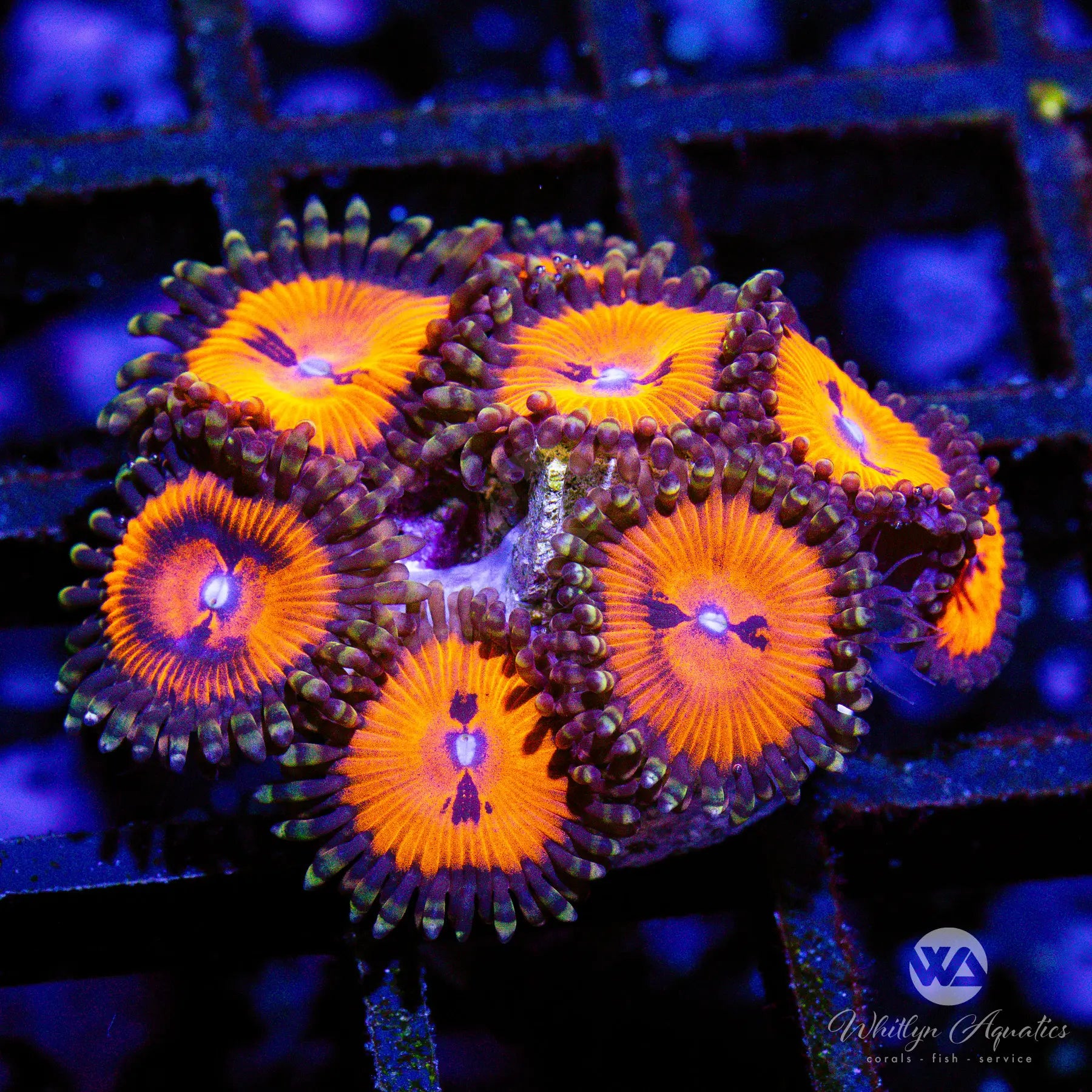 A39 Bloodsucker Zoa Coral Frag - WYSIWYG Live Coral for Saltwater Aquariums | Perfect for Reef Tanks & Nano Aquascaping