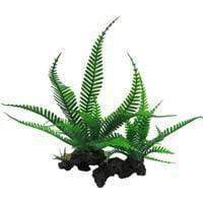 Amazon Jungle Twin Lace Fern Plant - Exotic Indoor Houseplant for Home Decor, Office & Garden | Perfect for Terrariums, Hanging Baskets & Tropical Landscapes