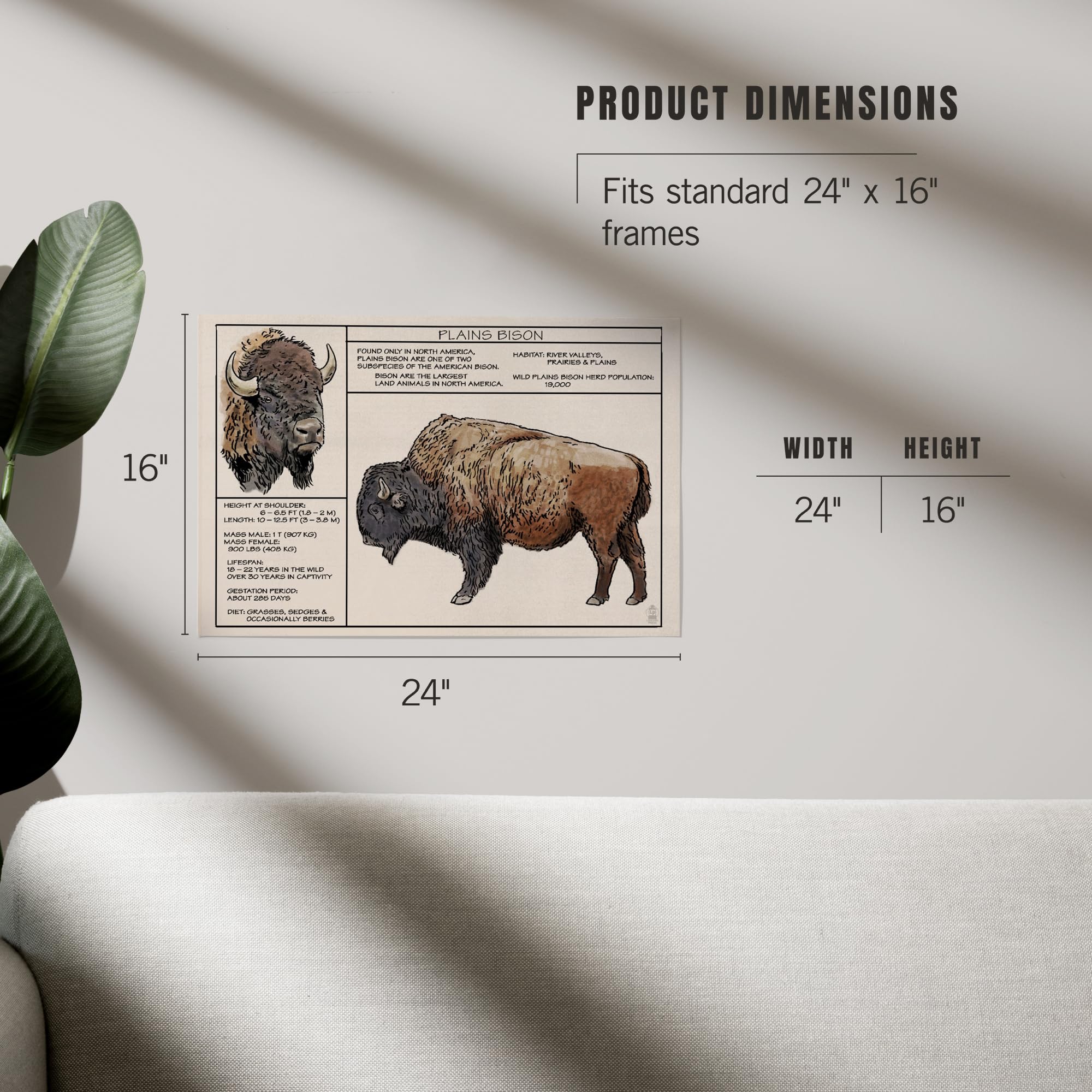 Lantern Press 16x24 Inch Giclee Art Print - Plains Bison Wall Decor | High-Quality Fine Art Reproduction for Living Room, Bedroom & Office
