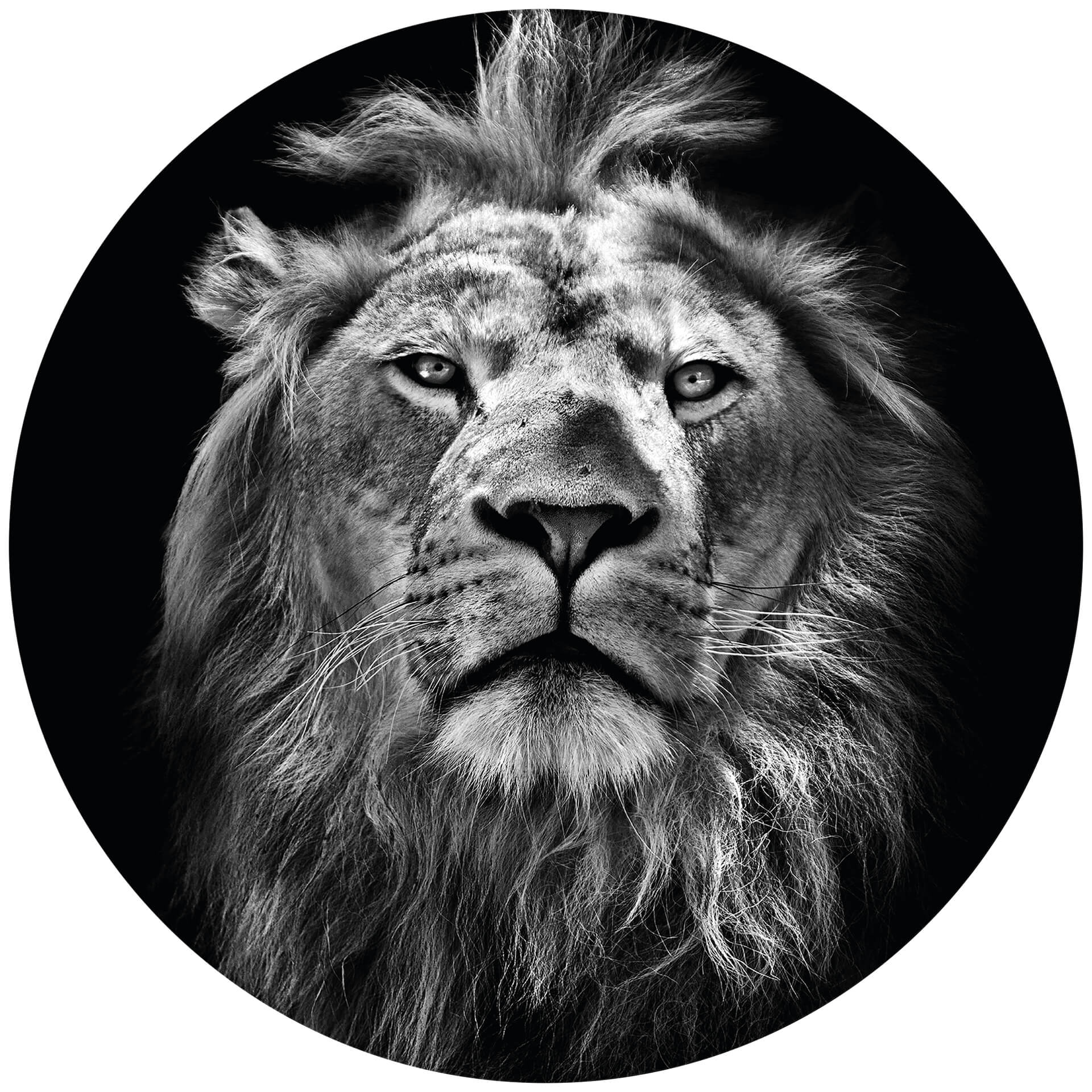 Lion Wall Mural 5488 - Realistic Jungle Animal Wall Decals for Home & Office Decor | Perfect for Living Room, Bedroom, or Kids Room