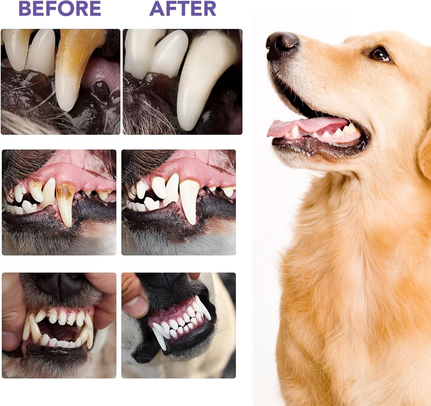Natural Dog Teeth Cleaning Powder for Bad Breath Treatment - Dental Care Powder with Probiotics to Remove Plaque & Tartar - Freshen Dog Breath for All Breeds & Sizes - Perfect for Daily Oral Hygiene & Vet Visits