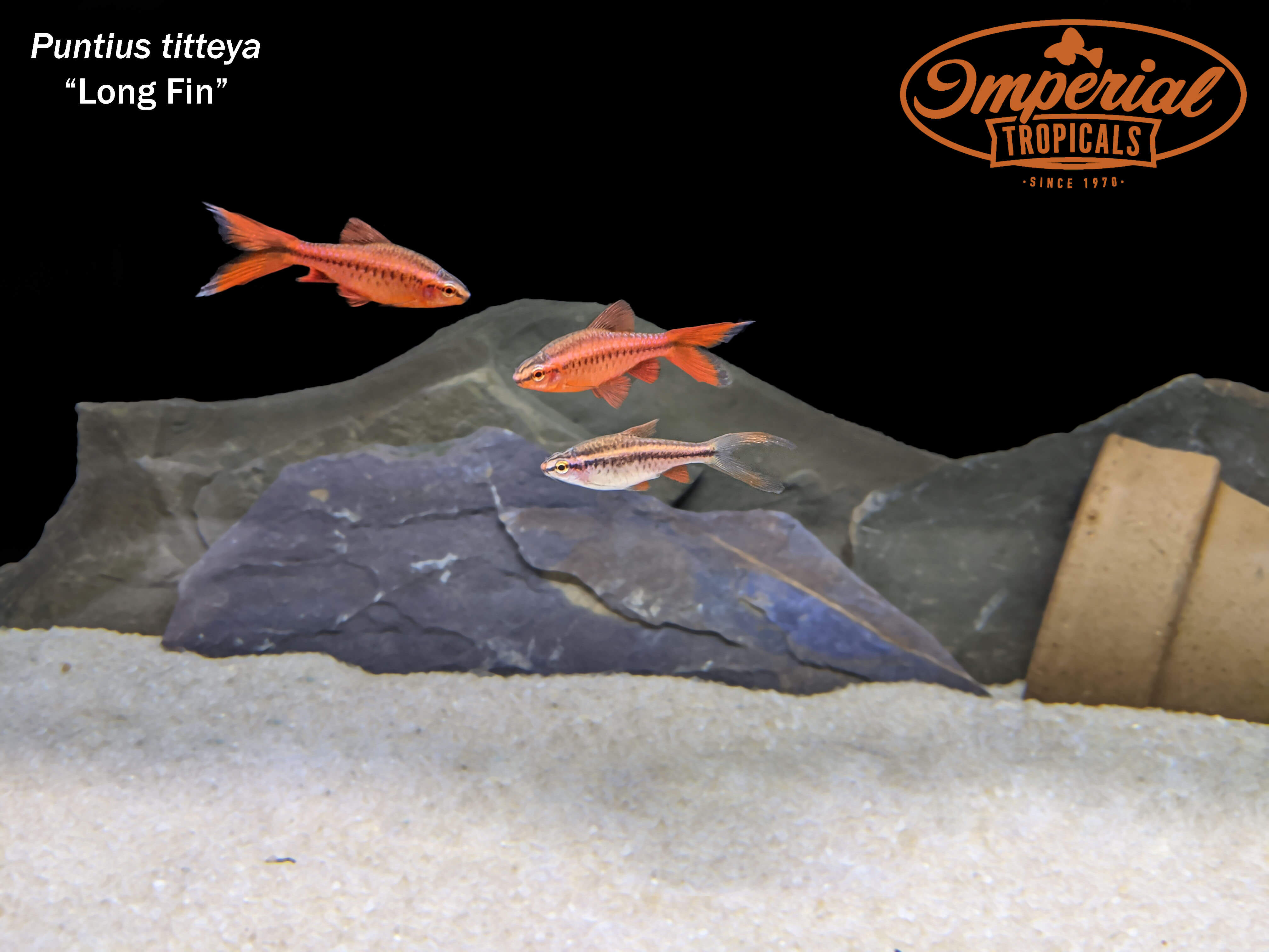 Longfin Cherry Barb Fish - Tropical Freshwater Aquarium Fish for Home & Office Tanks - Perfect for Community Aquariums & Planted Tanks