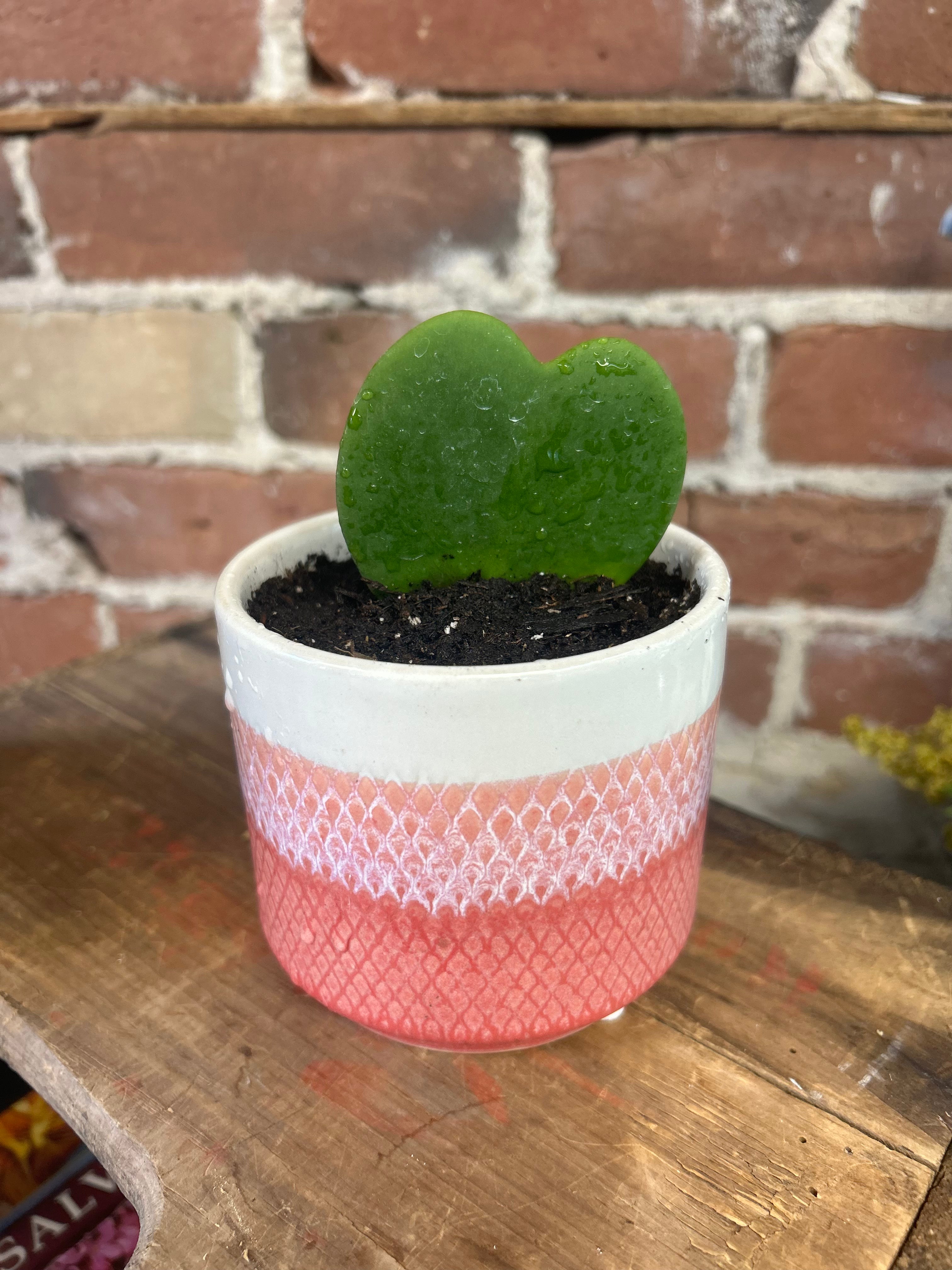 Hoya Heart Succulent Plant - Live Hanging Houseplant for Home & Office Decor | Perfect for Indoor Gardens, Gifts, and Plant Lovers