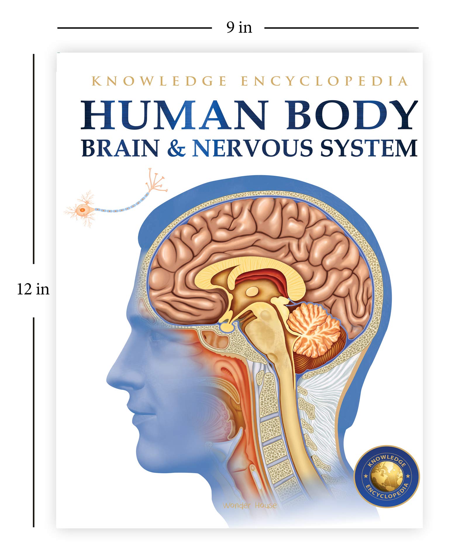 Human Body: Brain and Nervous System - Kids Educational Encyclopedia | Science Learning for Children | Perfect for Homeschooling & Classroom Use