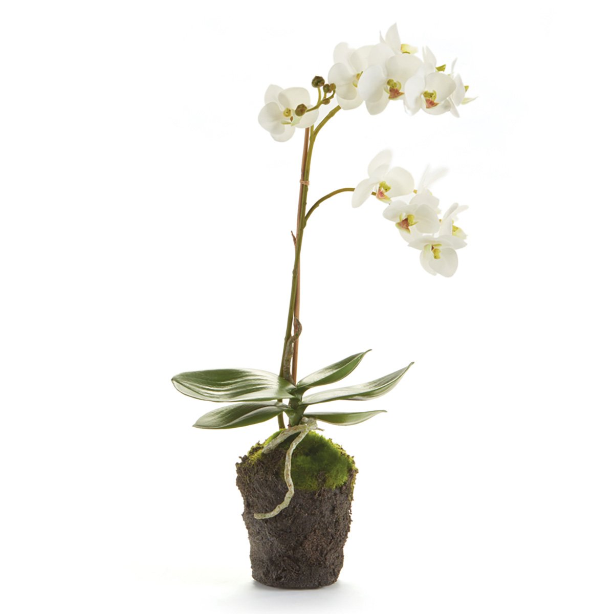 NAPA Home & Garden 17