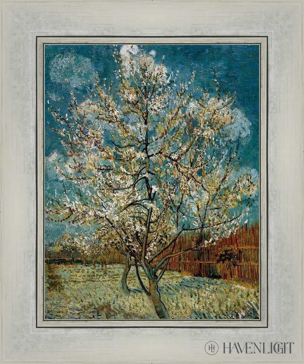 Peach Tree In Blossom - Beautiful Flowering Peach Tree for Garden Landscaping | Perfect for Spring Planting & Outdoor Decor