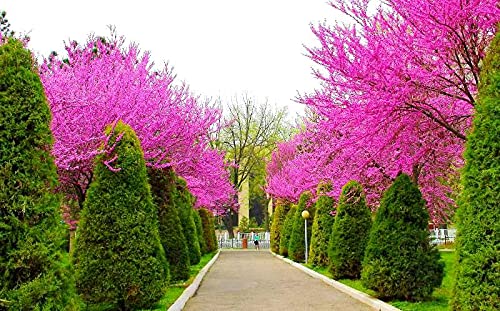 Judas Tree Bonsai Seeds (Cercis Siliquastrum) - 15 European Redbud Flowering Seeds for Planting, Beautiful Pink Sakura-Like Blooms - Perfect for Home Gardens, Bonsai Cultivation, and Romantic Landscaping