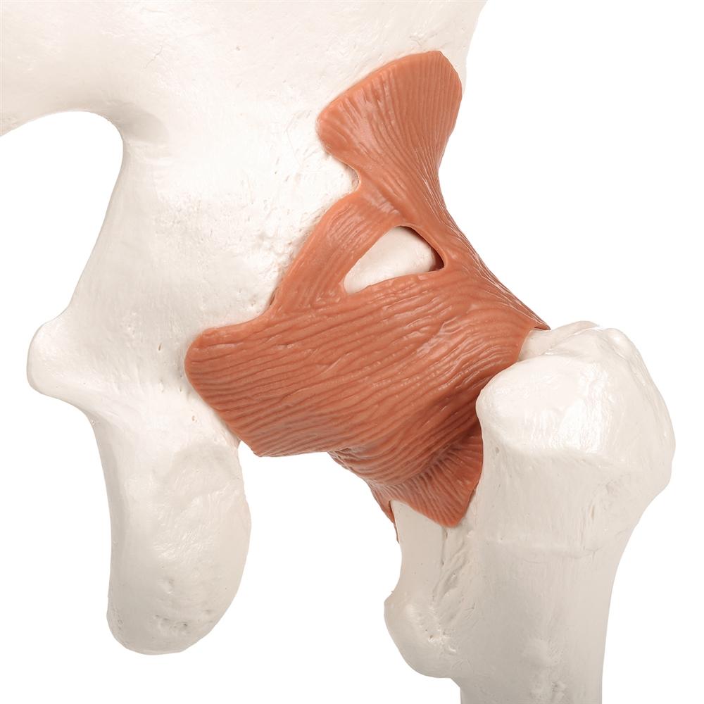 Functional Hip Joint Model - Anatomical Medical Demonstration Tool for Students & Professionals | Perfect for Classroom, Lab & Physical Therapy Training