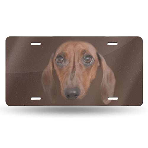 Dachshund