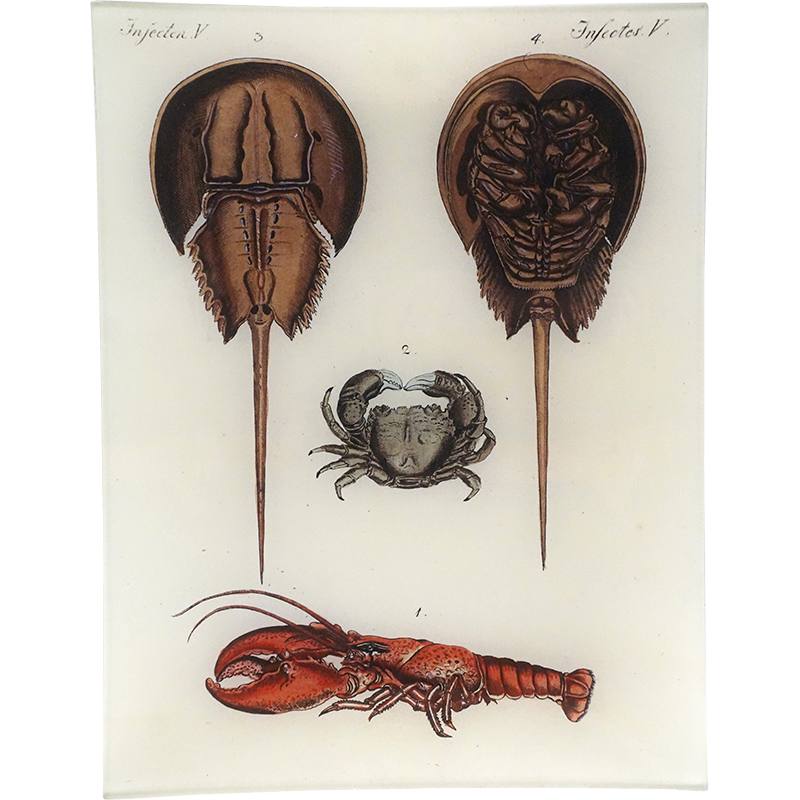 13T Freshwater Crayfish PNG - High-Quality Transparent Images for Aquarium Enthusiasts & Seafood Recipes