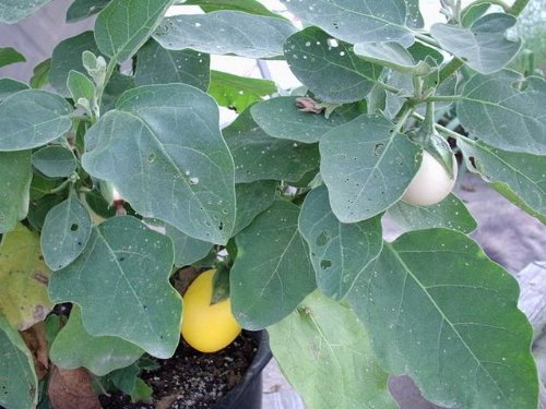 30 Easter Egg Plant Seeds (Solanum Ovigerum) - Ornamental Eggplant for Home Garden, Easter Decor & Unique Gifts - Perfect for Indoor Pots, Outdoor Planting & Holiday Displays