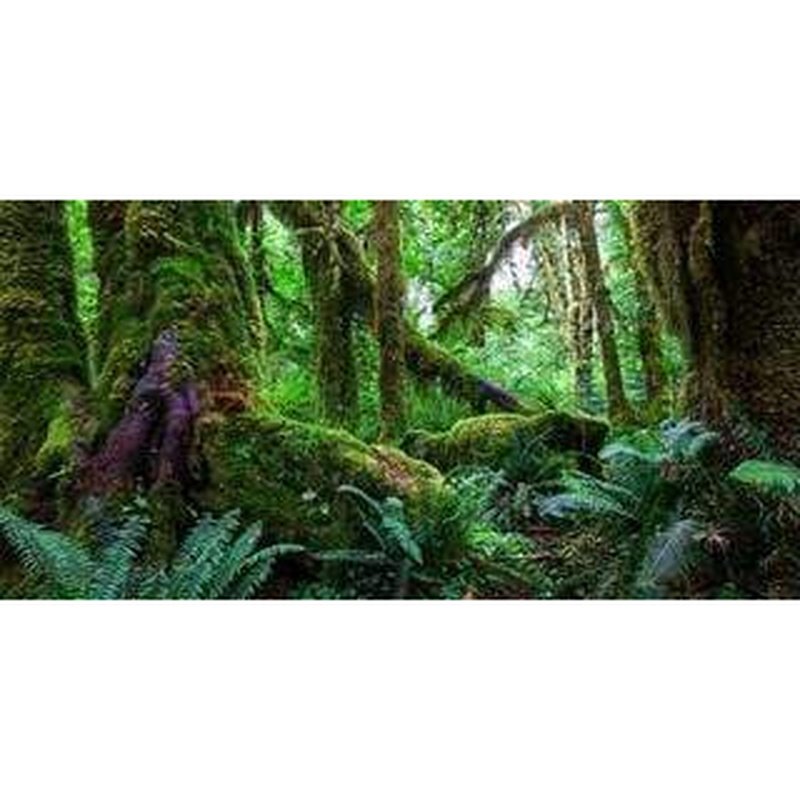 Aqua Natural Amazon Rainforest Background - High Resolution Underwater Scenery for Aquarium & Fish Tank Decoration | Perfect for Home, Office & Aquatic Therapy Rooms