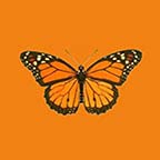 Butterfly Orange