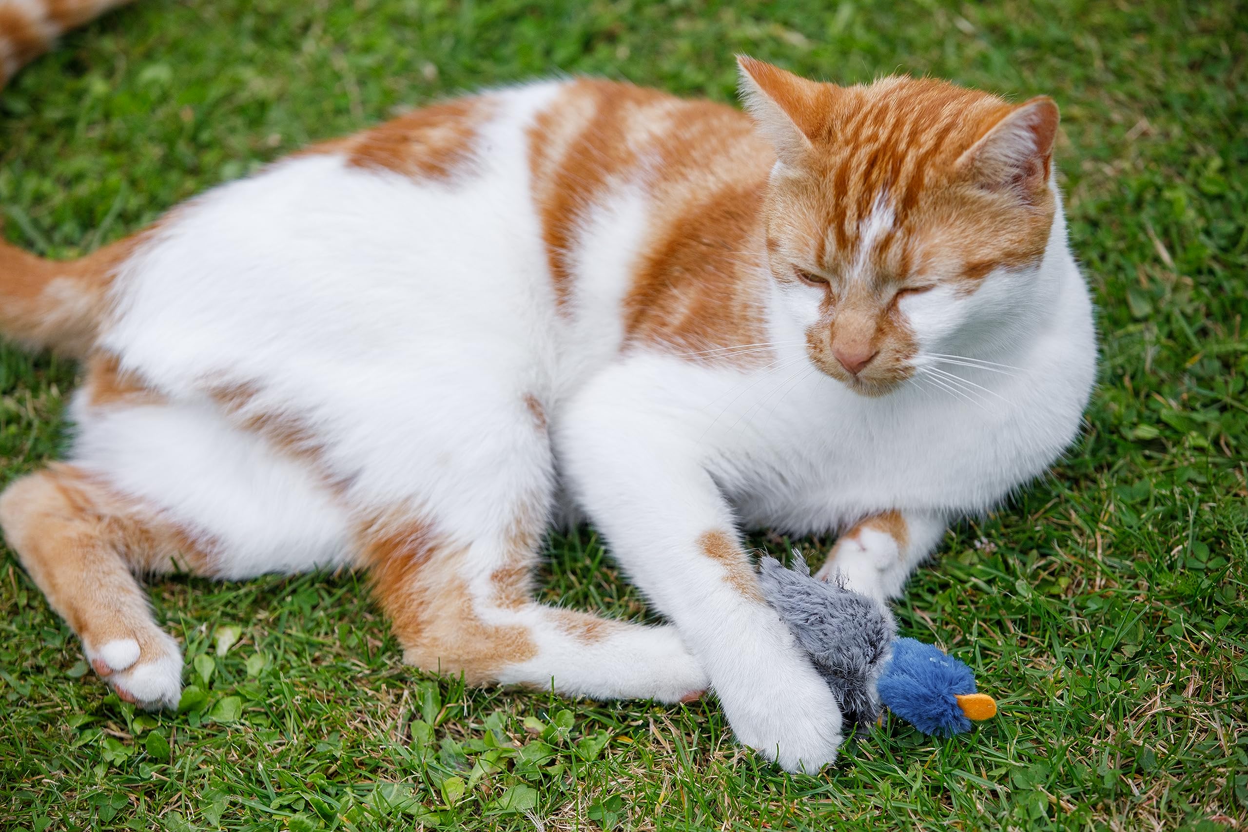 Dudley Duck Interactive Cat Toy - Plush Duck with Catnip for Playful Kittens - Perfect for Indoor Play & Exercise