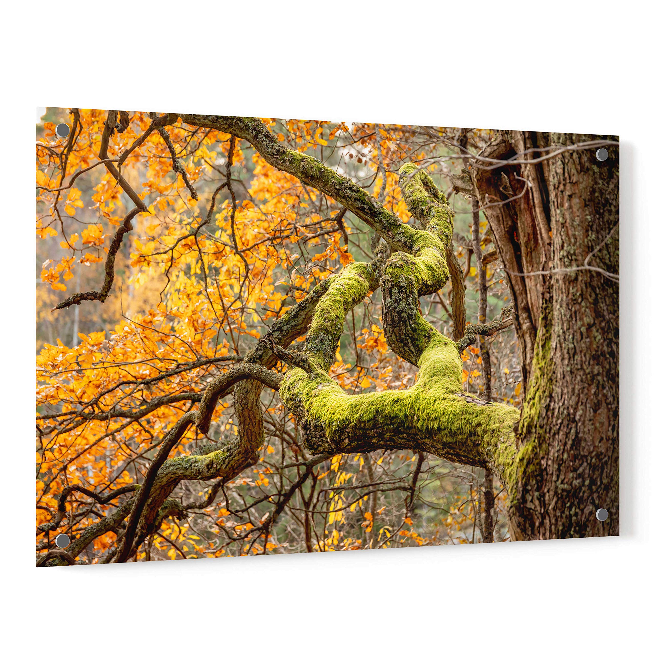 Nicklas Gustafsson 'Reaching Autumn Branch' Acrylic Glass Wall Art - 36x24 Inches Modern Abstract Painting for Living Room, Bedroom & Office Decor