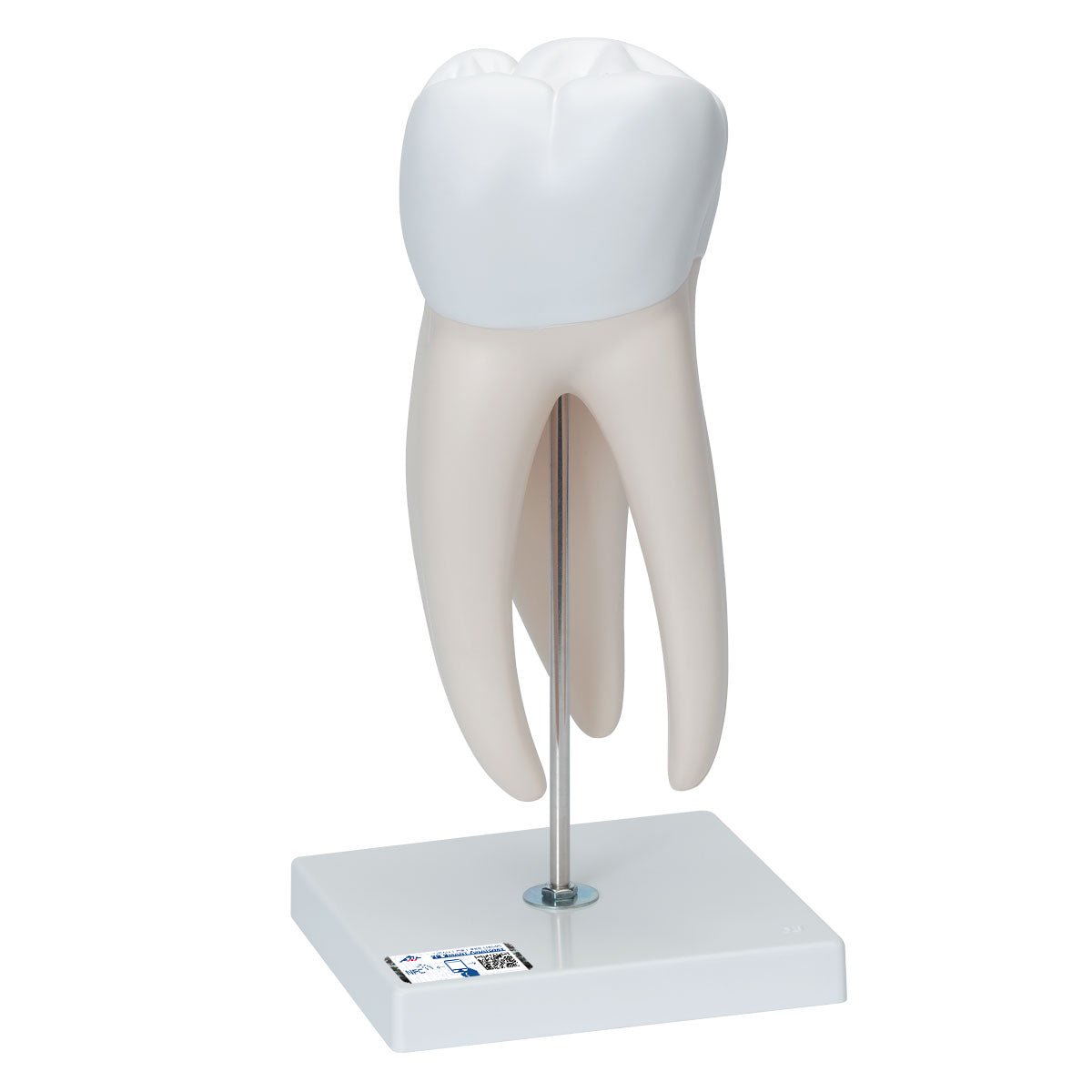 Giant Molar with Cavities - 15x Life Size Dental Model (5-Part) - Perfect for Dental Education, Classroom Demonstrations & Medical Training