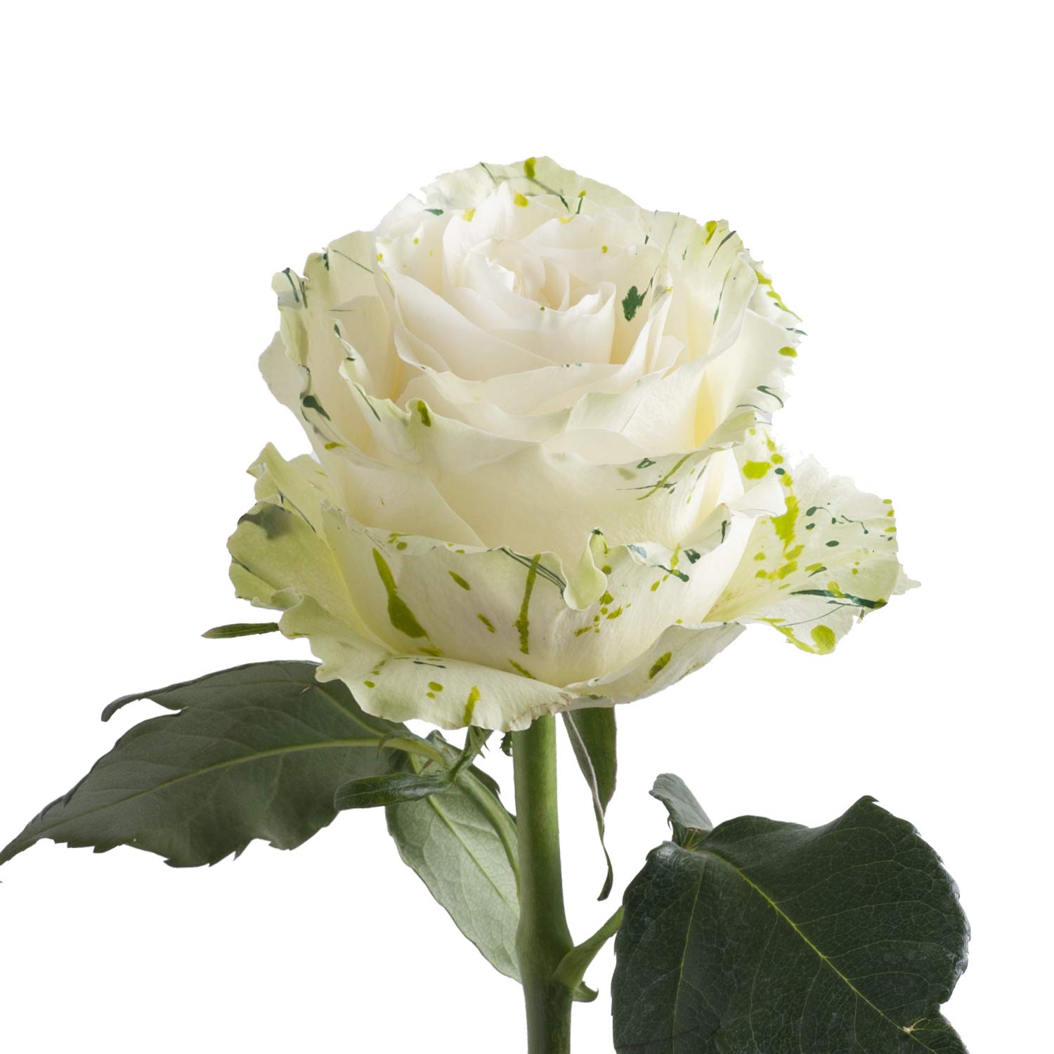 Bloomingmore Fresh Cut Clover Confetti Painted Roses - 125 Stems (20 inches) | Premium Wedding Bouquets, DIY Floral Arrangements, Party Centerpieces & Home Decor | Perfect for Weddings, Anniversaries, Housewarming Gifts & Teacher Appreciation