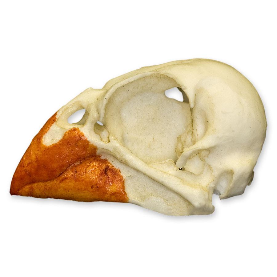 Authentic Replica Northern Cardinal Skull - Handcrafted Bird Skull Model for Home Decor, Gothic Display & Taxidermy Collection - Perfect for Halloween, Dark Academia & Nature Lovers