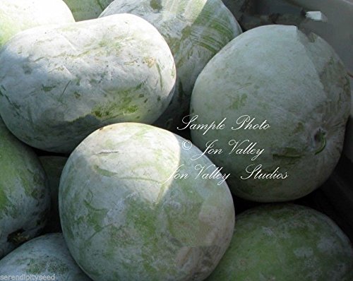 Non-GMO Benincasa Hispida Winter Melon Seeds - Wax Gourd, High Yield, Long Shelf Life - Perfect for Home Gardening, Asian Cooking & Healthy Recipes