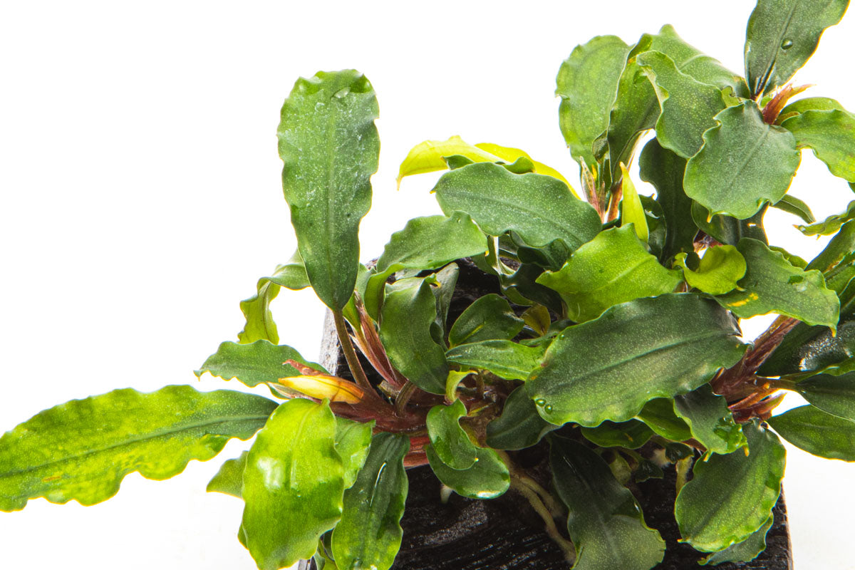 Bucephalandra Green Wavy Aquatic Plant for Aquarium - Live Driftwood Decor with Easy Care for Fish Tank, Shrimp Tank & Paludarium Setup