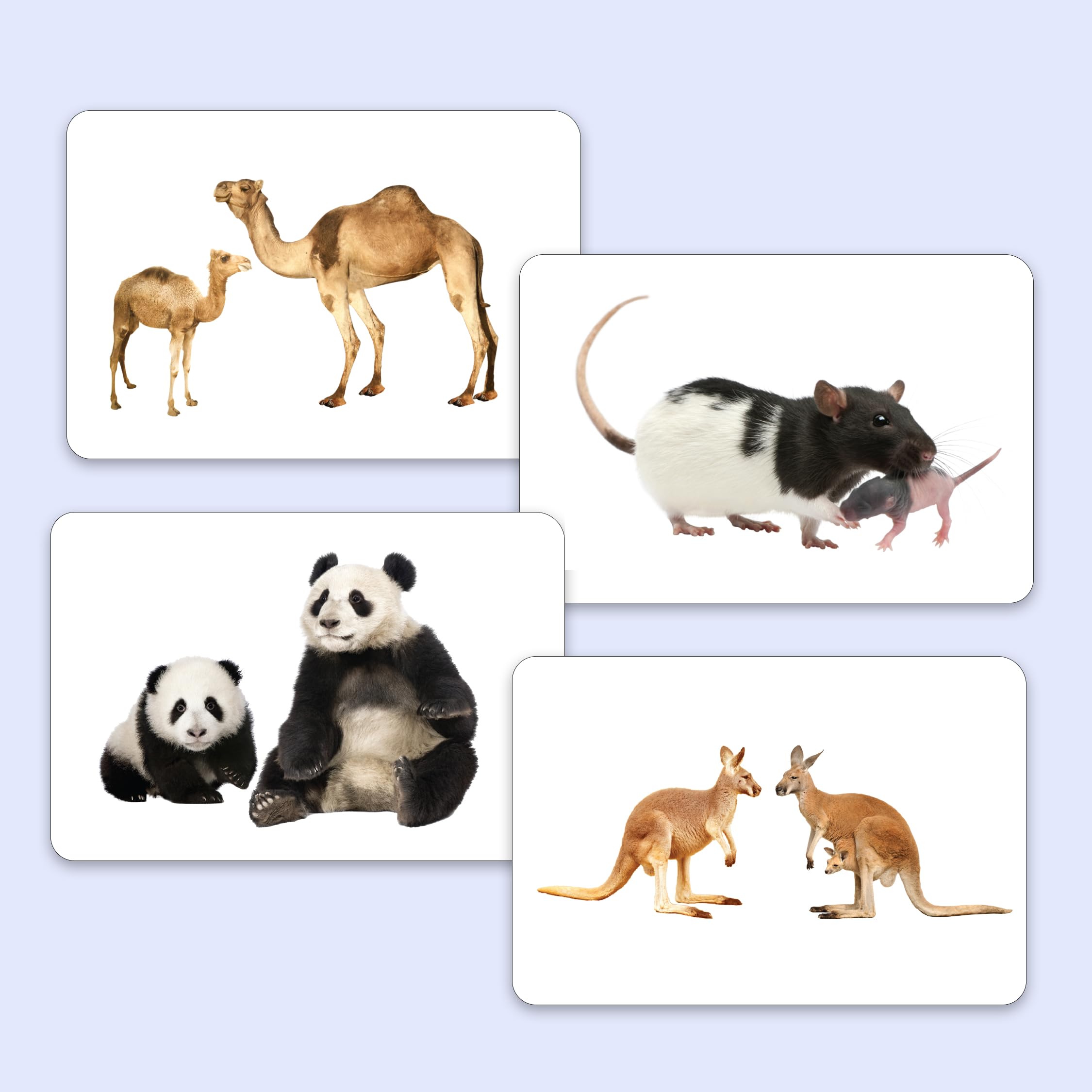 Hungry Brain Toddler Flash Cards - 24 Double-Sided A5 Animal & Baby Animal Learning Cards for Preschool Education (3 Months to 6 Years) | Perfect for Early Childhood Development, Homeschooling & Montessori Activities