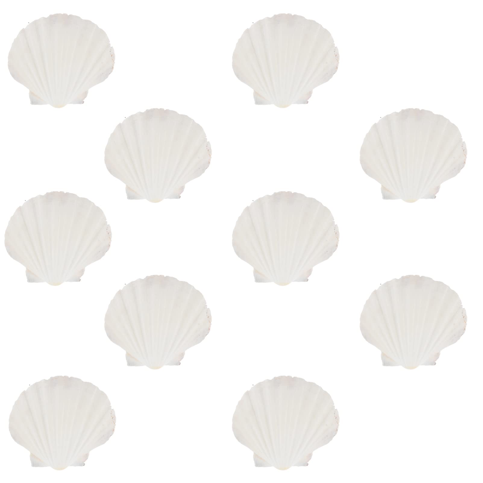 Natural Scallop Shells 10PCS - DIY Jewelry Tray, Appetizer Plates, Dinner & Dessert Dishes for Wedding, Birthday Party Decor | Perfect for Beach Themed Events, Home Decor, and Craft Projects