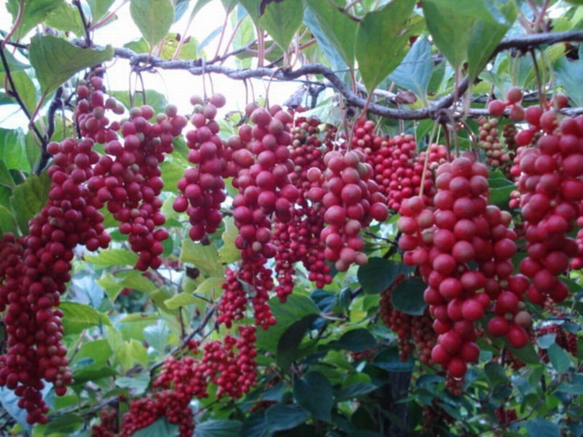 Premium Schisandra Chinensis Seeds (60 Count) - Fast-Growing, Hardy Chinese Magnolia Vine for Edible Fruit - Perfect for Home Gardens, Herbal Remedies & Natural Health