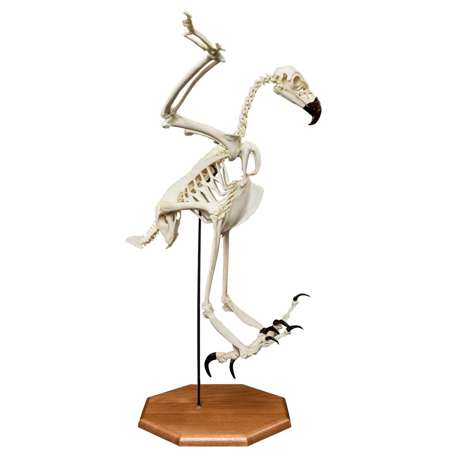 Realistic Harpy Eagle Skeleton Replica - Lifelike Bird Bone Model for Science Education, Halloween Decor & Gothic Home Display