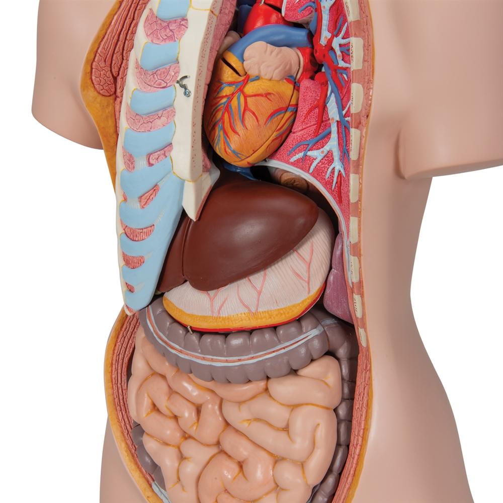 Unisex Anatomical Torso Model with Removable Ribs & Open Back - 21-Part Human Body Anatomy Kit for Medical Students & Science Education