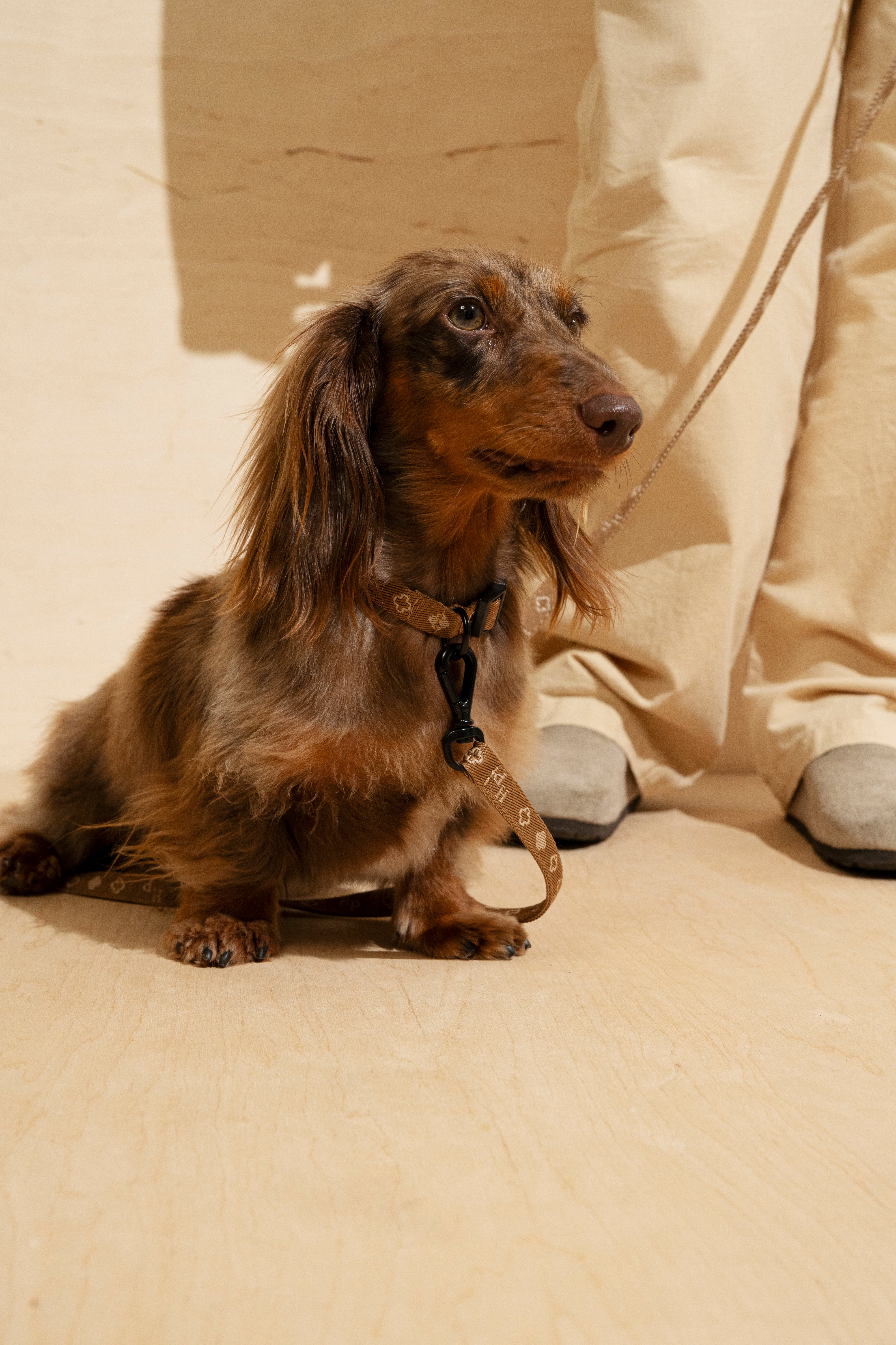 Mini Ginger Pony Collar for Dogs - Comfortable & Adjustable Pet Accessory for Small Breeds - Perfect for Daily Walks, Training & Outdoor Adventures
