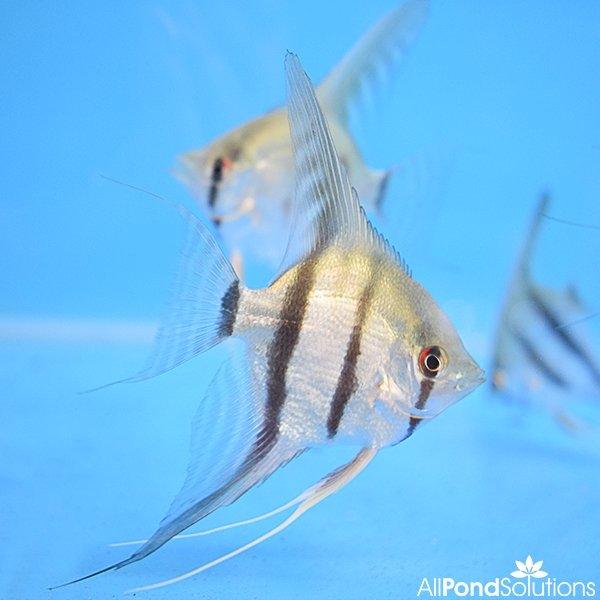Premium Striped Angelfish (Pterophyllum Scalare) - Live Tropical Aquarium Fish for Freshwater Tanks, Home & Office Aquascaping
